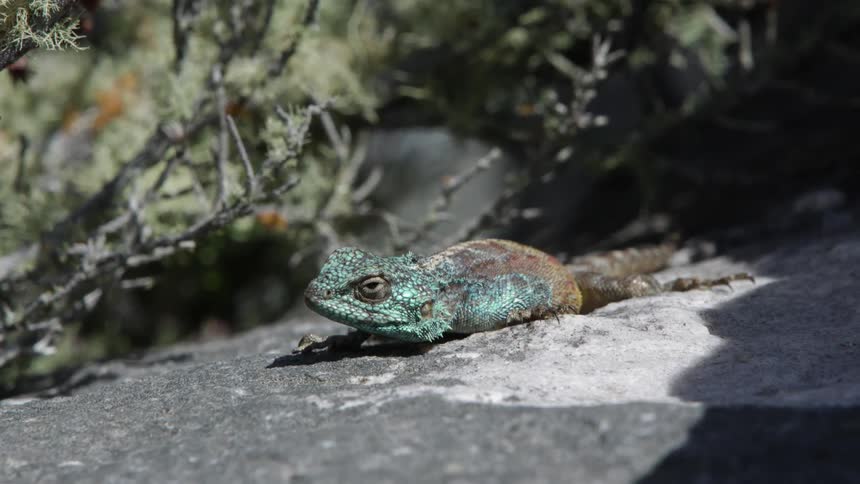 A lizard rests on a rock under the sun