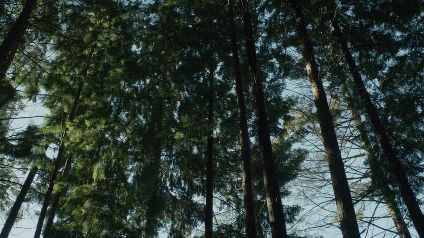 Trees standing thickly together in a forest