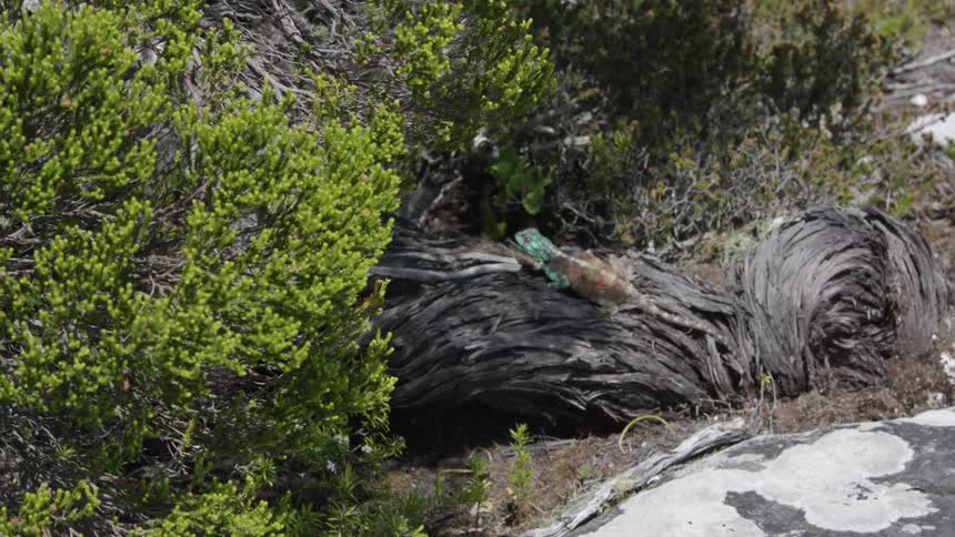 Gentle breeze blows the bushes as a lizard sits nearby