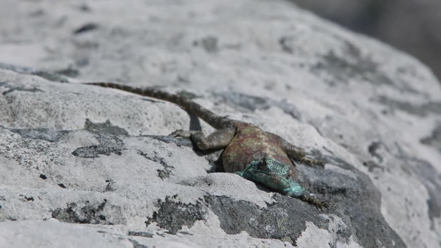 Lizard lays on the rocks