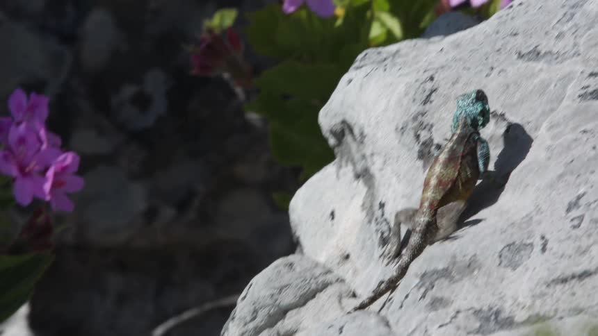 Lizard climbs on a rock
