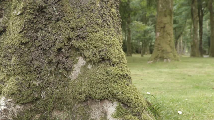 Moss covers a tree trunk