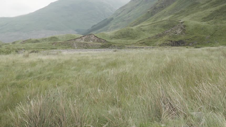 Grass in a field waves in the wind
