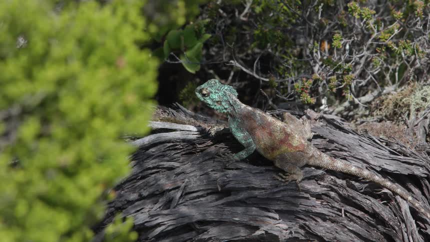 Lizard tilts its head as the breeze gently blows a nearby bush
