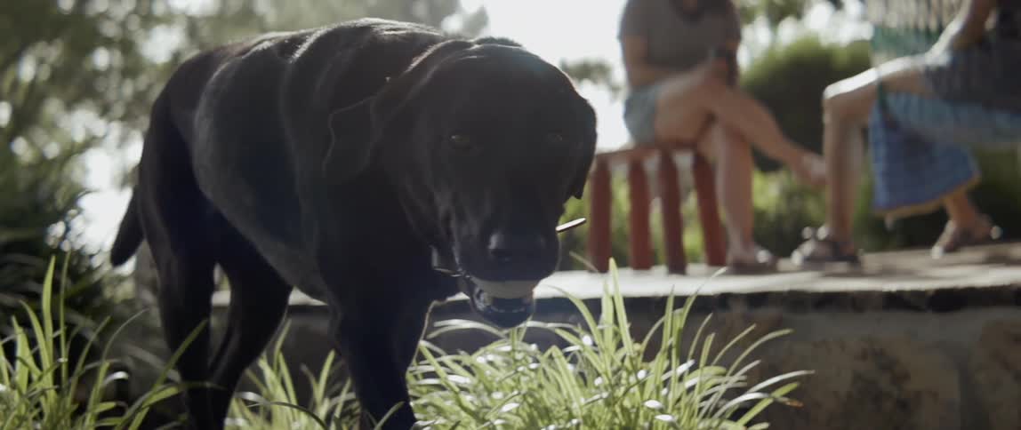 Dog walks outside with a ball in its mouth