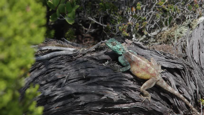 Lizard sits on the weeds under the sun