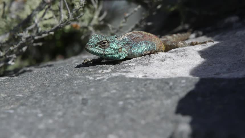 Lizard sits under the bright sun