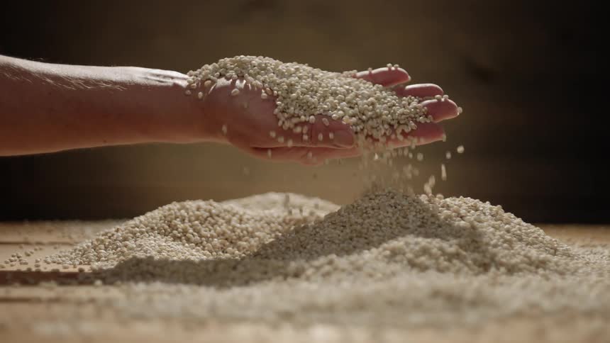 Two hands pick up a handful of grain