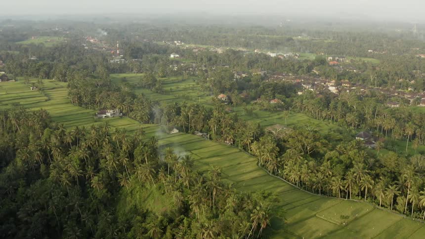 Green trees line the rice fields