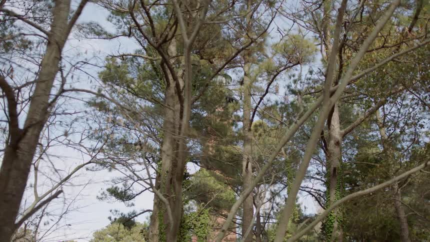 Tall trees stand near a lighthouse