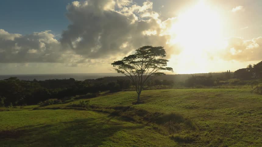 The sun shines on the green grassy field