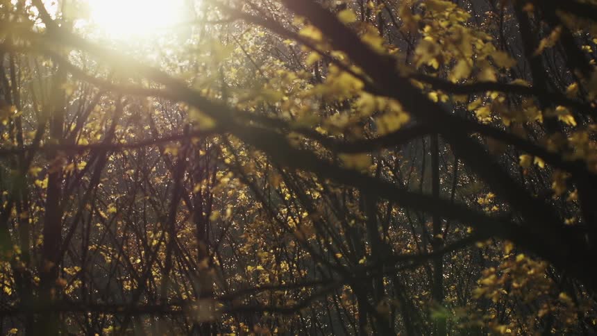 View through branches as the sun shines through