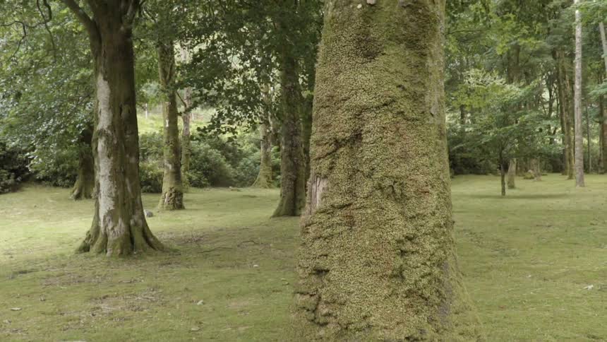 Moss covers the tree trunks