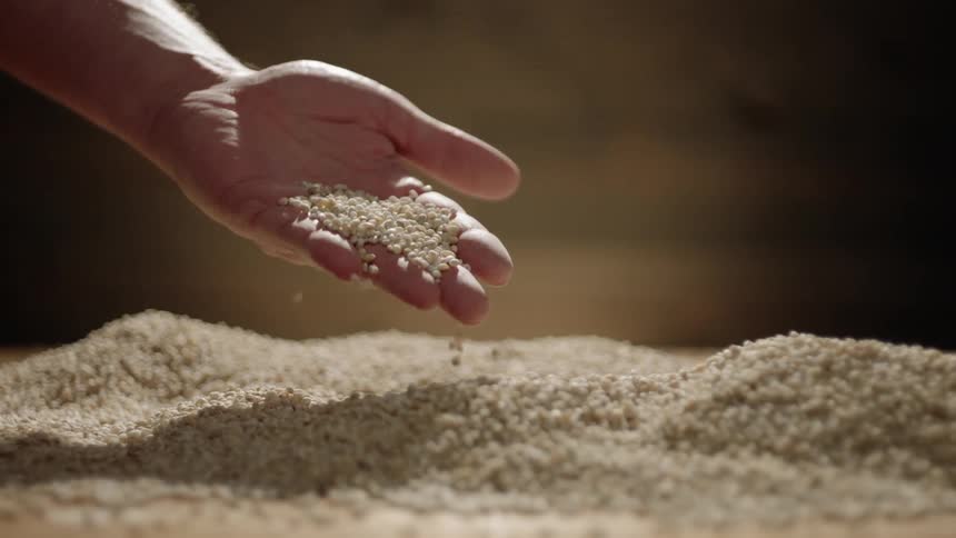Hand touches and drops grain in a pile
