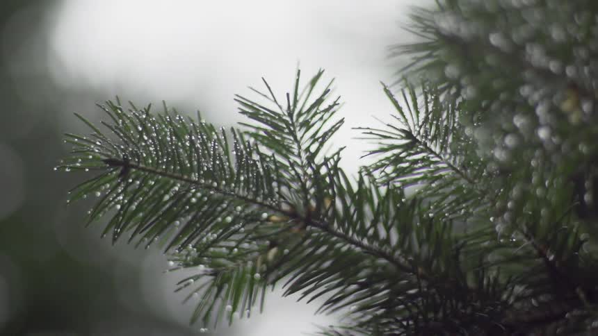 Water droplets sit on pine needles