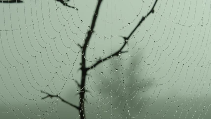 A spider web with water drops clinging to it on a cloudy day