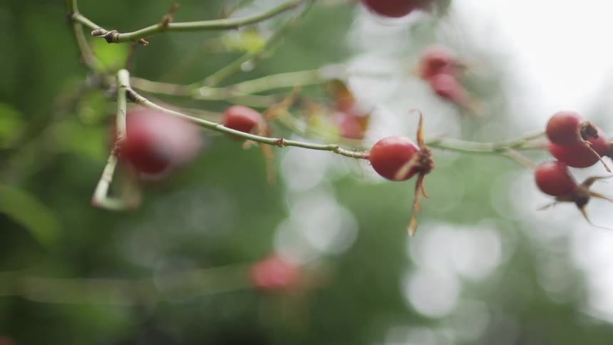 Some branches with berries at the end