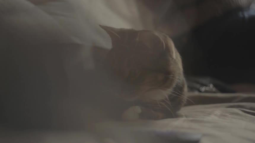 A woman teasing a cat with a piece of yarn