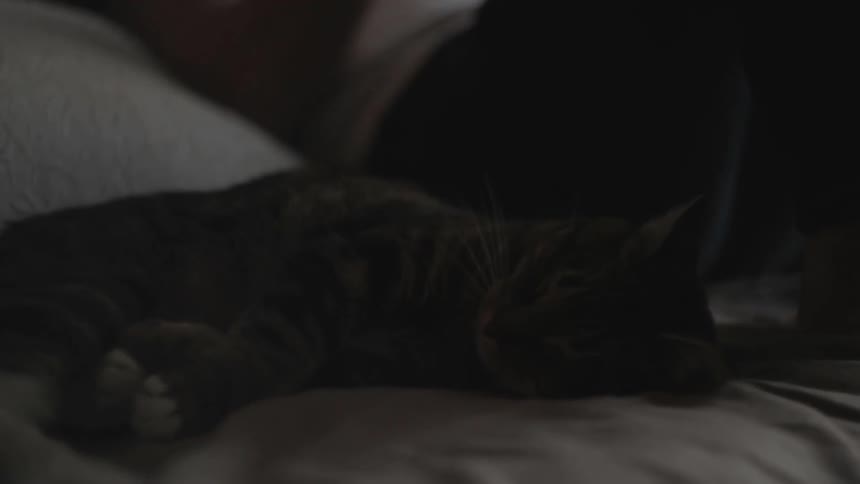 Cat sleeping on a bed next to a person