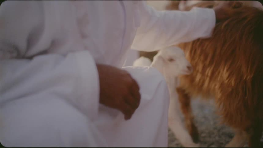 Man pets a small white goat