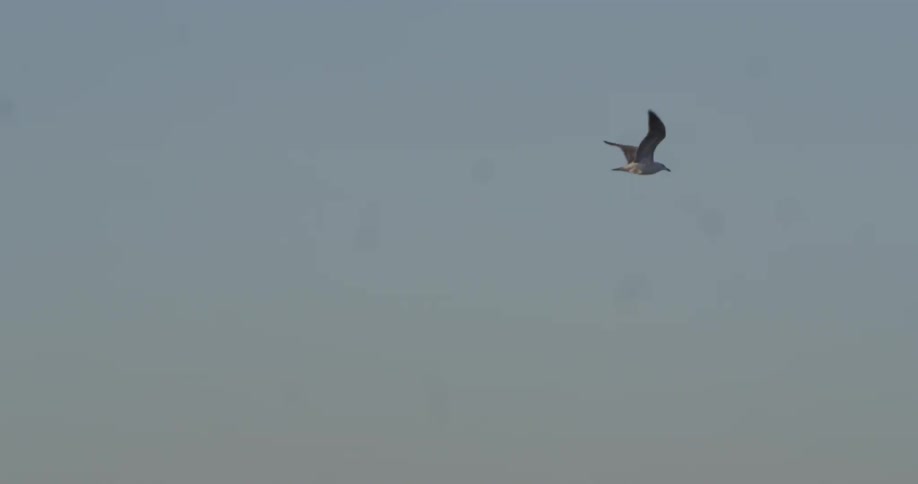 A seagull flying against a blue sky