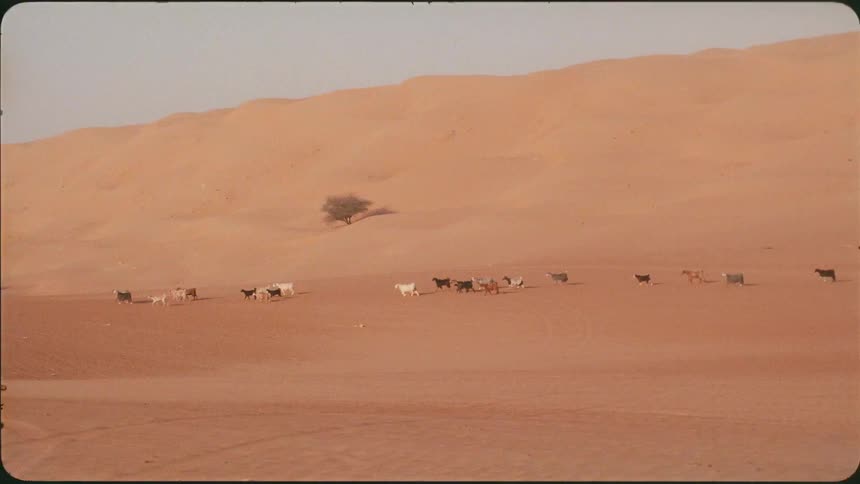 A herd of goats is walking across a desert landscape in daylight