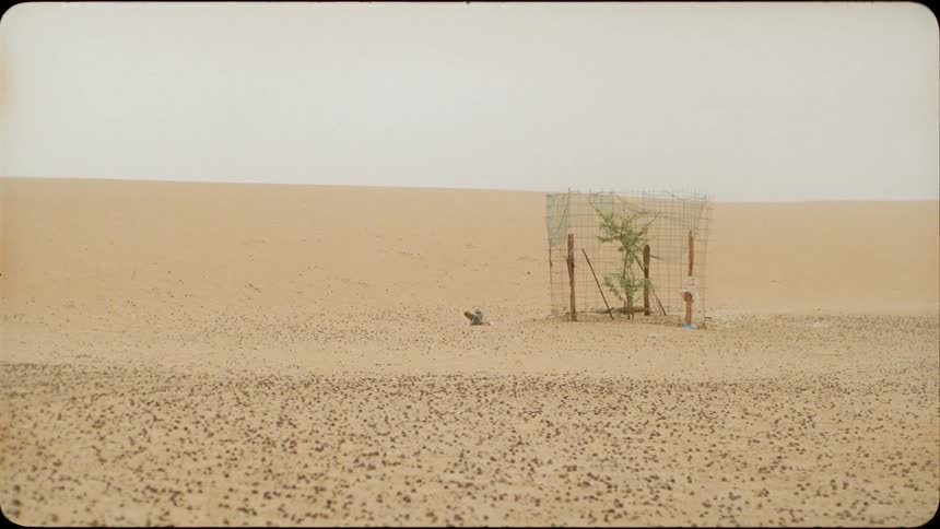 A tree grows in the desert