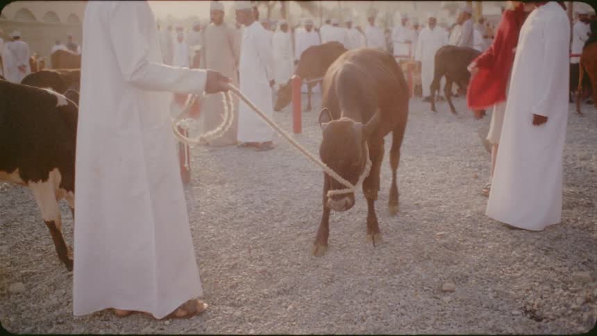 Man pulls a steer on a leash in a crowded city