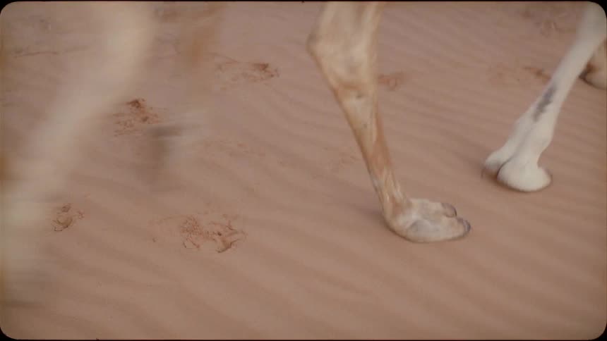 Camels walk and leave footprints in the sand