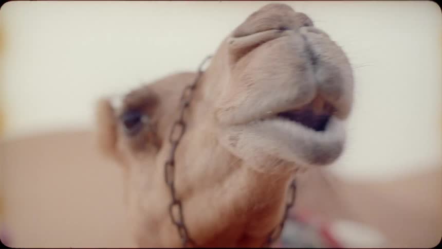 The camel is looking around on the desert