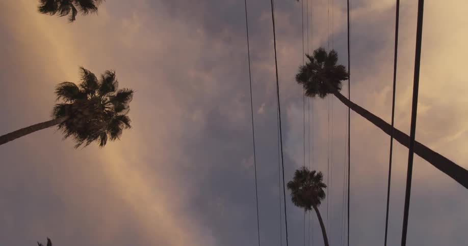 View of a cloudy sky lined with palm trees
