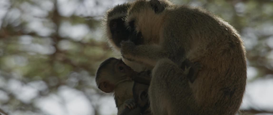 Monkey family sits together eating