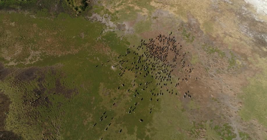 A herd of animals is moving across a plain during the day
