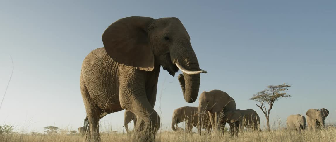 An elephant is grazing as it walks on a sunny day