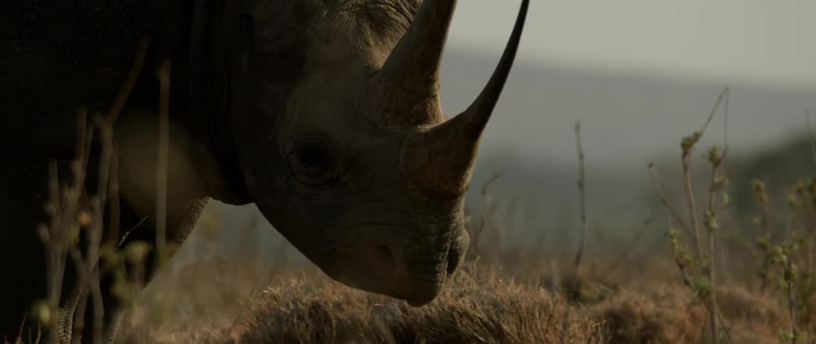 A rhinoceros is standing outside on a hazy day