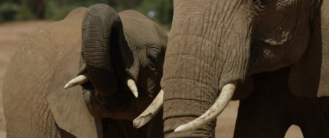 Two elephants stand outside in the sunlight
