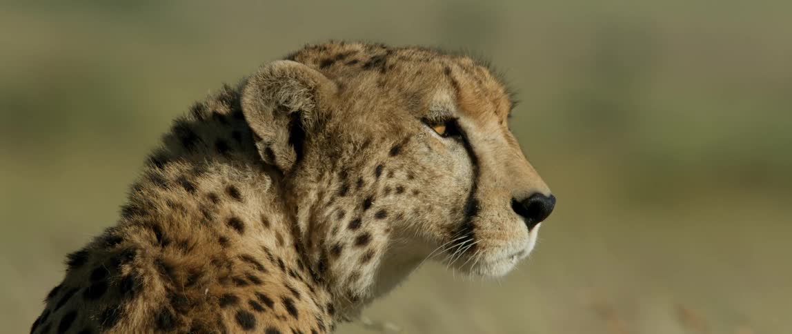 The leopard is sitting in the grass