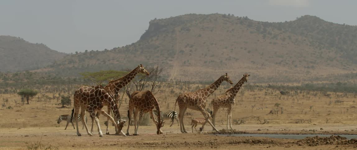Giraffes graze in the wild