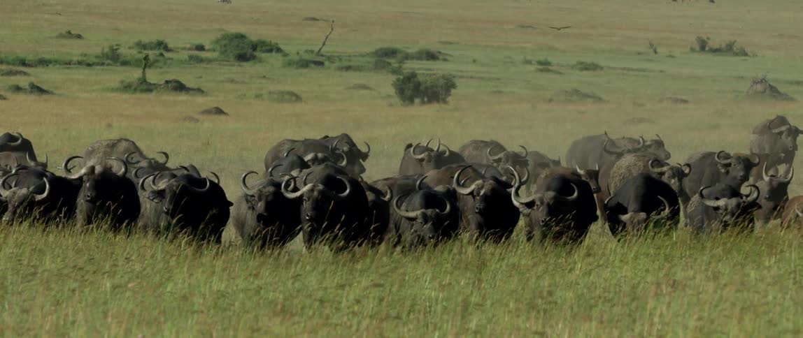 Buffalo gather in the field