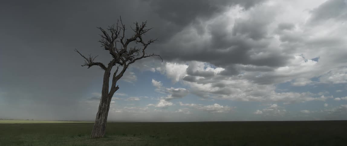 Clouds float over a tree in a field