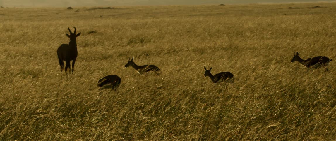 Four antelope stand in a grassy field