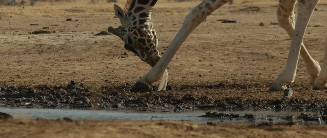 Giraffe raises his head from a water puddle