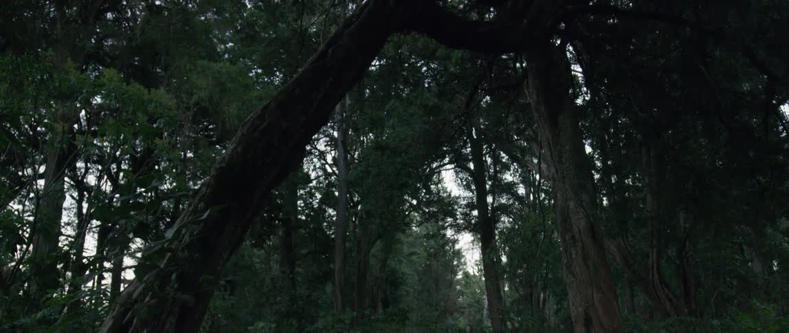 Trees grow in a forest