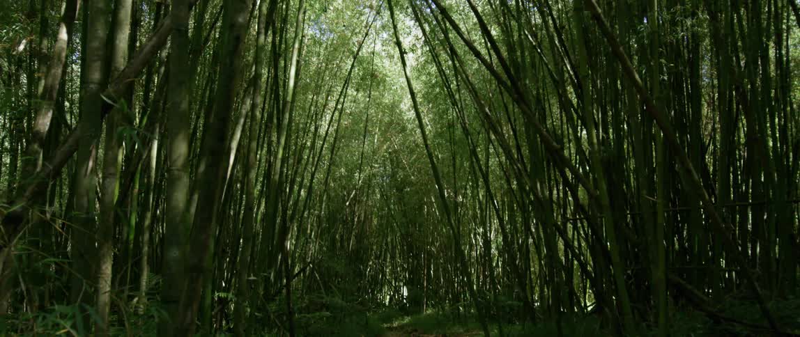 Trees in a forest on a sunny day