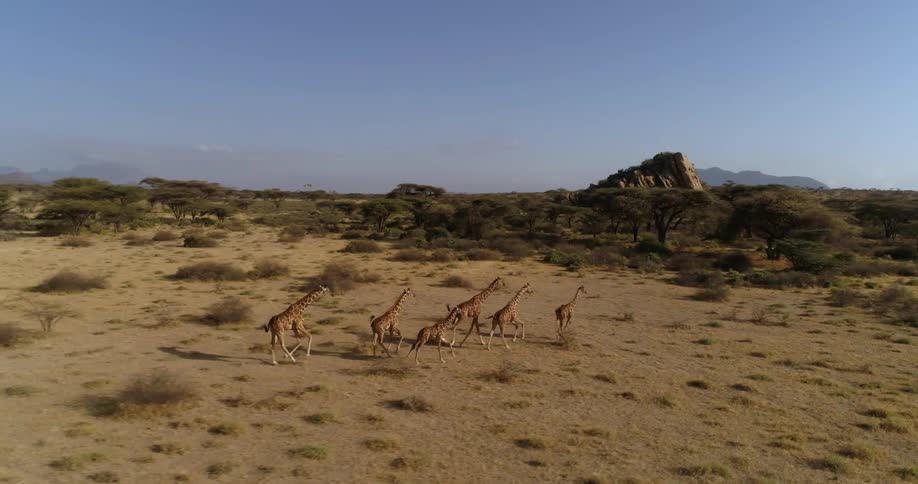 The giraffes run down the field together