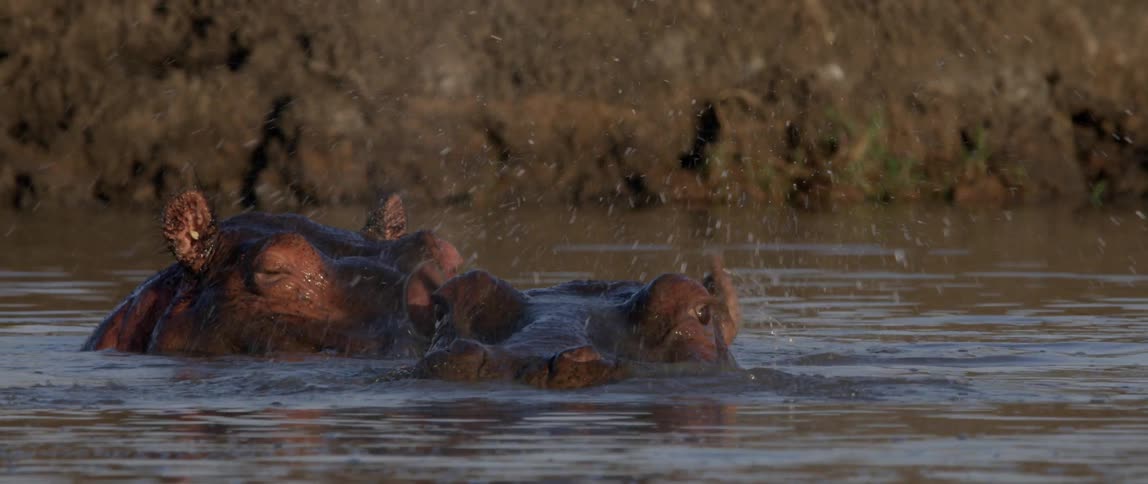 The hippos swim around in the water