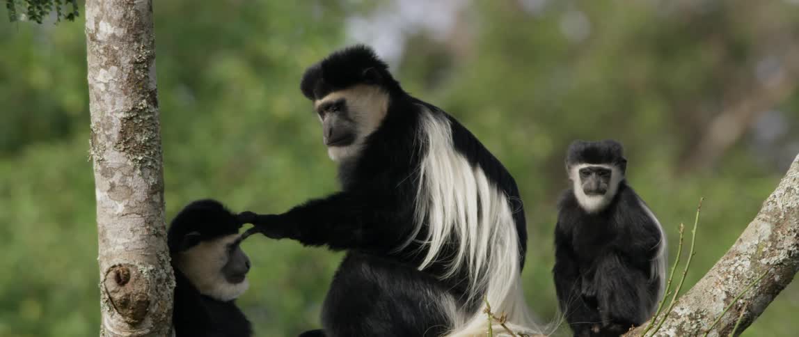 Monkey pats another monkey on the head