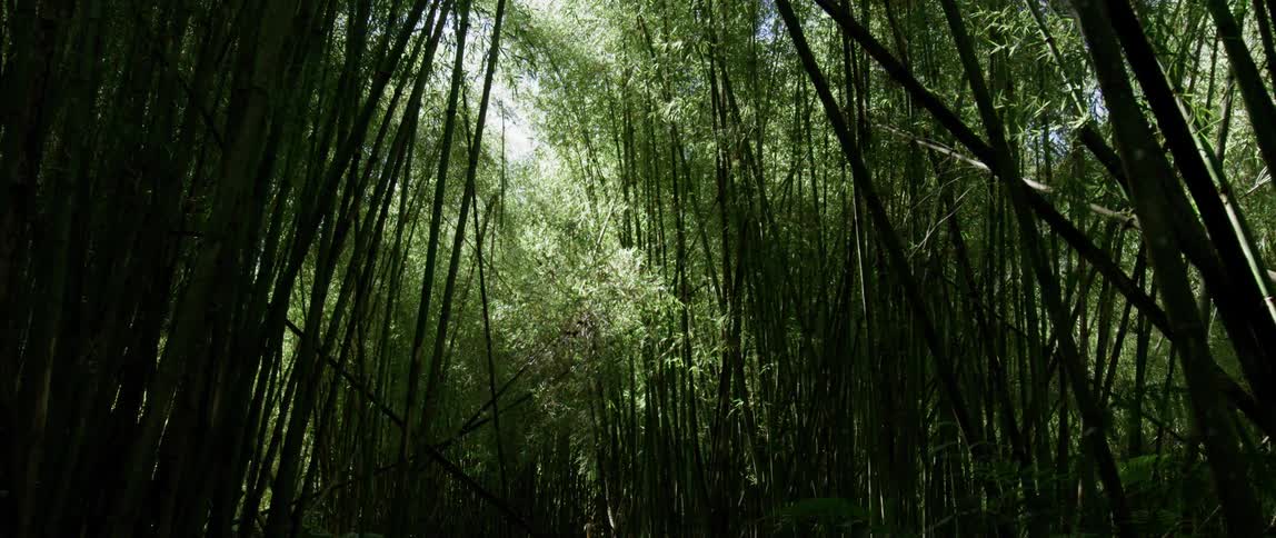 Sunlight is streaming through a bamboo forest during the day