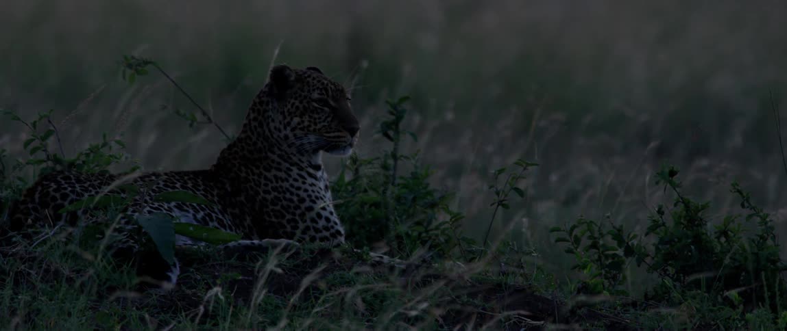A leopard lays in the grass