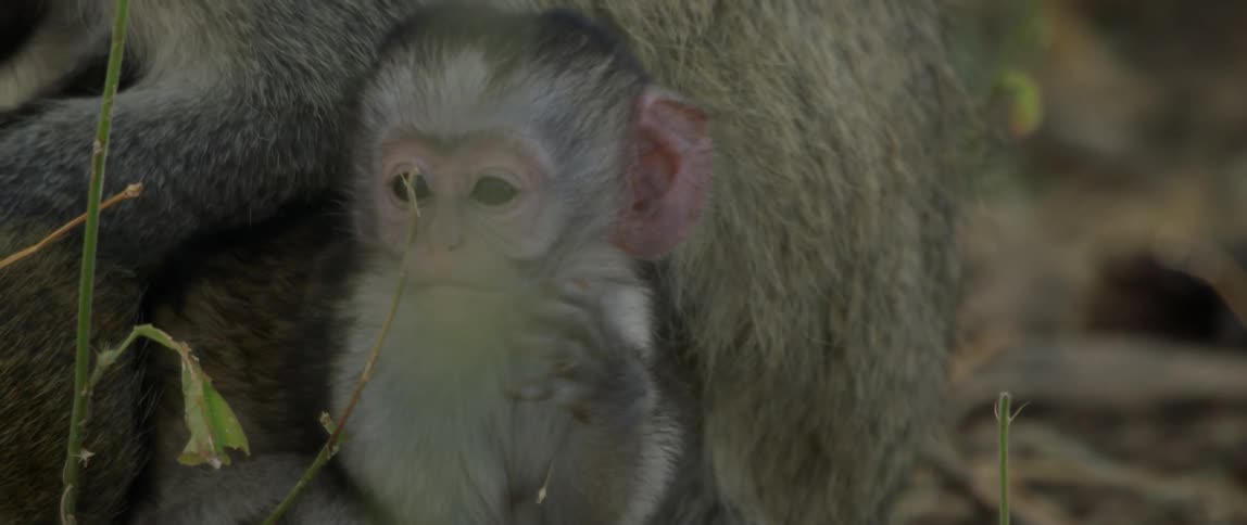 A baby monkey is sitting with its mother on the ground in daylight